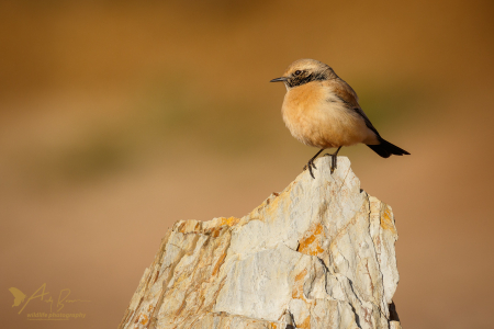 Desert Wheatear