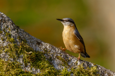 Nuthatch