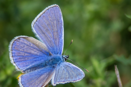 Common Blue (Male)