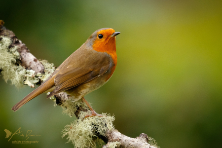 Robin