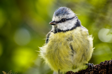 Blue Tit (Explored 28 September 2016)