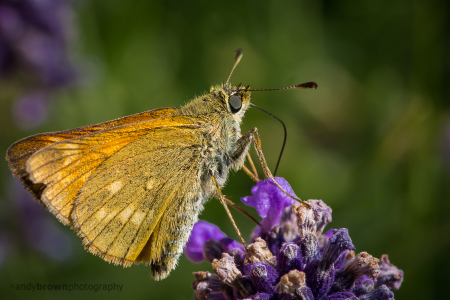 Large Skipper