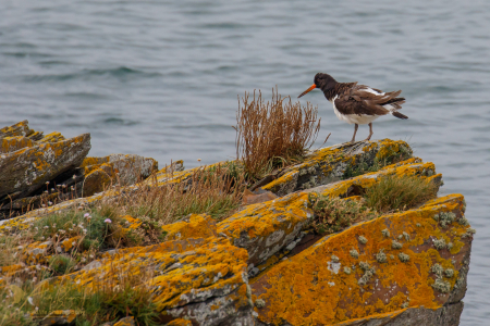Oystercatcher