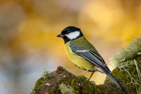 Great Tit