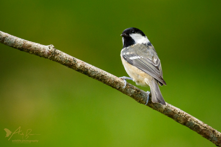 Coal Tit