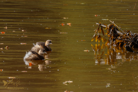 Little Grebes