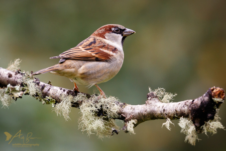 House Sparrow