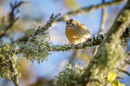 Goldcrest
