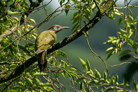 Juvenile Green Woodpecker