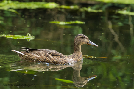 Female Mallard
