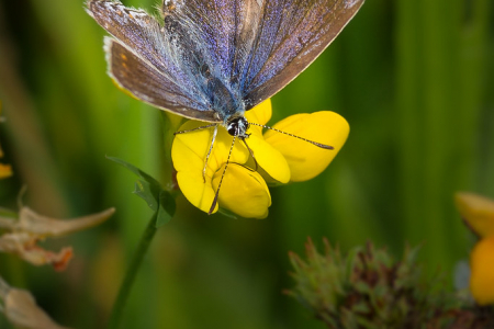 Common Blue (female)