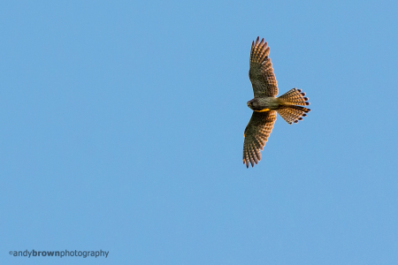 Kestrel