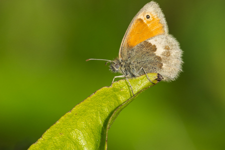 Small Heath