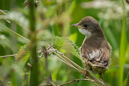 Whitethroat fledgling