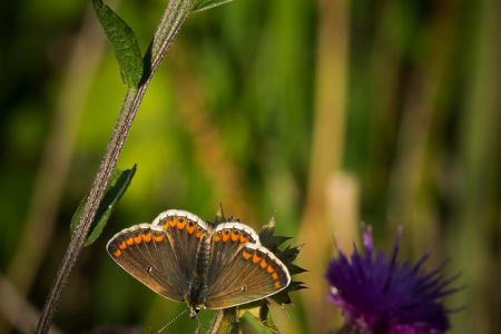 Brown Argus