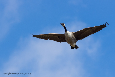 Canada Goose