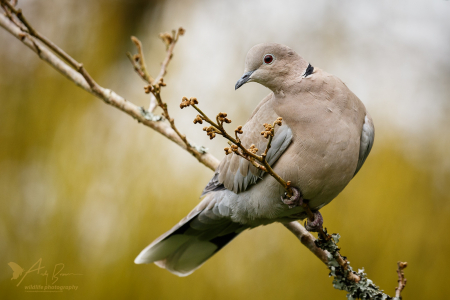 Collared Dove