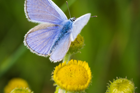 Common Blue (male)