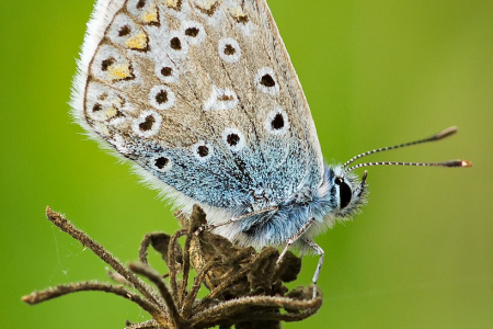Common Blue (male)