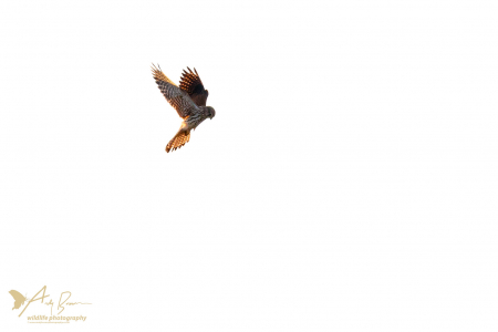 Kestrel (Explored 8 November 2016)