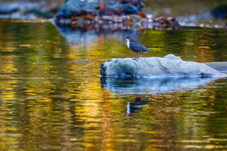 Dipper reflected