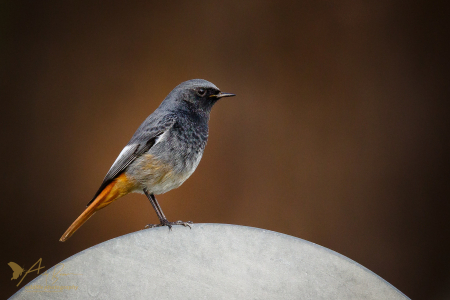 Black Redstart (male)