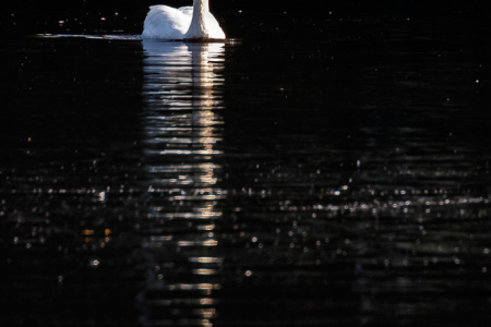 Mute Swan