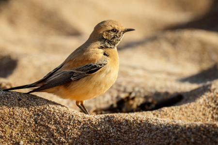 Desert Wheatear 3 (Explored 6 December 2016)