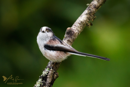 Long-tailed Tit (Explored 27 November 2016)