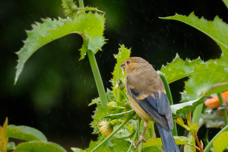 Juvenile Bullfinch
