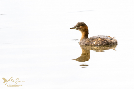 Little Grebe 2