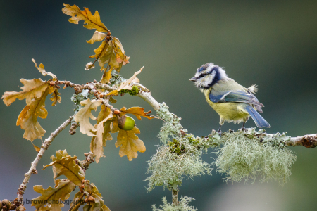 Blue Tit