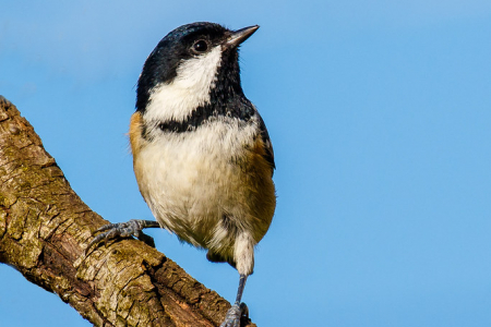 Coal Tit