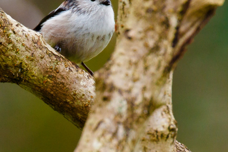 Long-tailed Tit