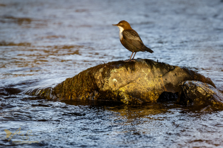 Dipper (Explored 18 November 2016)