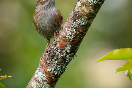 Dunnock
