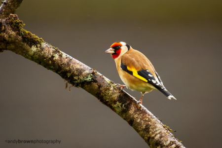 Goldfinch (Carduelis carduelis)