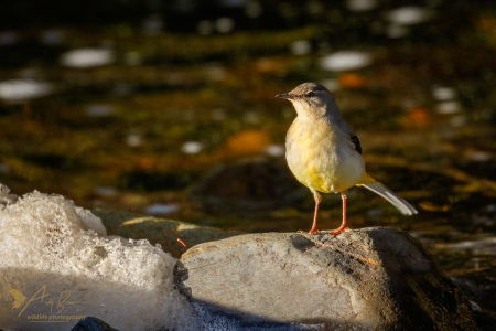 Grey Wagtail