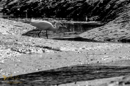 Little Egret