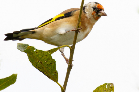 Goldfinch