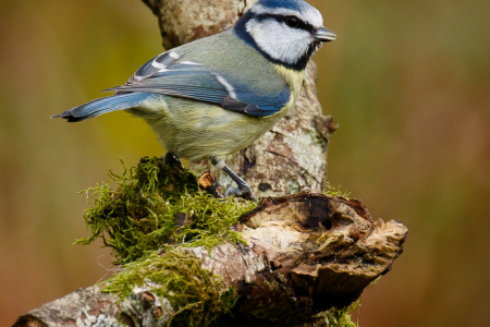 Blue Tit