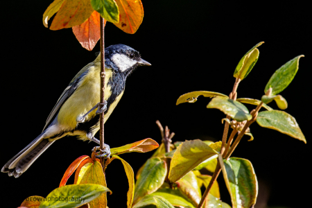 Great Tit