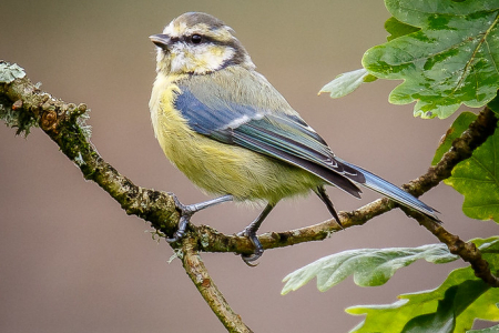 Blue Tit