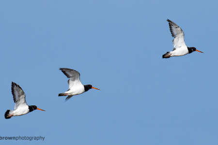 Trio of Oystercatchers