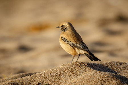 Desert Wheatear 2