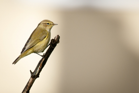 Chiffchaff
