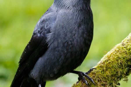 Jackdaw