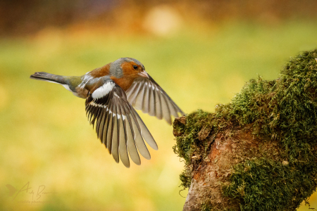 Chaffinch landing - Happy New Year