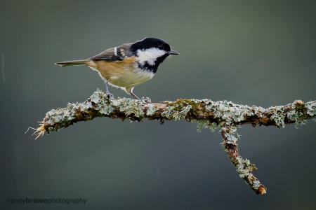 Coal Tit