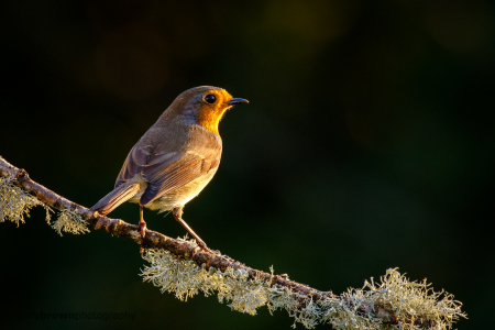 Robin